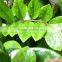 Natural Zamioculcas Zamiifolia for Indoor Ornamental Decorative Bonsai Plants