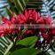 Ornamental Red flower Plumeria rubra