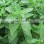 100% Natural stevia extract organic with Stevioside 80% 90% 95% HPLC