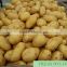 2015 new crops fresh potato