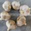 Jinxiang Fresh Garlic 3-4cm