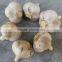 2016 Cop of Jinxiang Garlic for Oceania/Caribbean Market