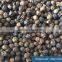 VIETNAM BLACK PEPPER FAQ 570G/L, BEST SUPPLIER (+841657106604 - WHATSAPP)