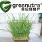 GMP manufacturer Barley Grass Powder