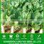 R01 Dabaisha early maturity white radish seeds, chinese vegetable seeds