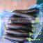 High yield anti TWV strong growth eggplant seeds hybrid eggplant seeds 707 F1