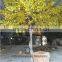artificial gingko tree for decoration,fake gingko tree