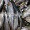 Fresh New Arrival Whole Round Frozen Sardine on sale