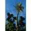Coconut tree tower