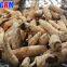 Large capacity and good peeling rate cassava peeler MSUPC / cassava skin cleaning machine / cassava peeling machine