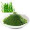 Best Quality Wheat Grass Powder For Sales And Export
