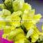 Fresh cut new arrival pure snapdragon flower