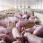 Composting agent for piggery to use manure to make organic fertilizer