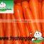 Shandong Fresh Red Carrot,Baby carrot,carrot seed