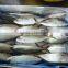 Large quatity Frozen Indian Mackerel whole round is coming
