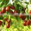 fresh Dried red Chinese dates/jujube