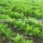 Competitive Price Fresh Horseradish