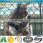 Galvanized 6 foot used chain link fence with lost cost