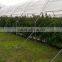 Low Cost High Tunnel Greenhouse For Sale