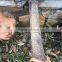 Two side chain saw ,outdoor blade wire saw ,power saw sawing wood tree pvc