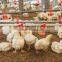 Manufacture of Haimu J-09 on frip line water -saving poultry nipple drip cup