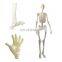educational anatomical models anatomy model 3d Printing medical prototype graduation project custom supplier in China