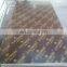 21mm 122x244 Plywood Rhino Film Orient Shuttering Plywood