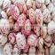 light speckled kidney beans of good quality