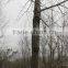 Hunting Treestands Quick Climbing Ladder