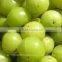 fresh gooseberry exporter/amla export in india/indian goose berry