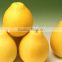 Fresh Pomelo with good quality for hot sale