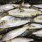 60-70g Sardine For Tuna Bait