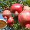 GMP Certified Manufacturer Supply Pomegranate Extract