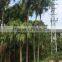Palm trees Livistona chinensis (Jacq.) R. Br
