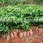 Passion fruit tree seedling