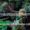 garden plants granule soil