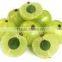 Phyllanthus Amarus Extract