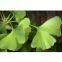 Ginkgo Biloba Extract 24%/6%/<1ppm