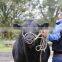 Cattle nose ring/ bull nose ring holder metal stainless steel farm husbandry equipment