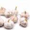 Low Price Fresh Garlic for Wholesale