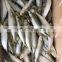 wholesale sardine frozen sardine bait frozen sardine for bait