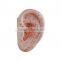 Ear model for acupuncture