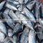 Frozen yellowfin tuna fish