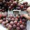 Fresh Grapes Price