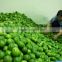 FRESH LIME WITH BEST PRICE AND GOOD QUALITY