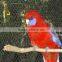 stainless steel aviary mesh for bird cage enclosure