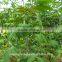 Sweet Tea Leaf 100mesh , 280mesh Sweet Tea ExtractRubusoside Natural Sweetener OEM Service
