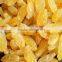 Supply Varies Dried Raisins in high quality