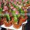 flowering succulent plants mexico cactus plant