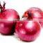 Egyptian Product , Egyptian Onion
